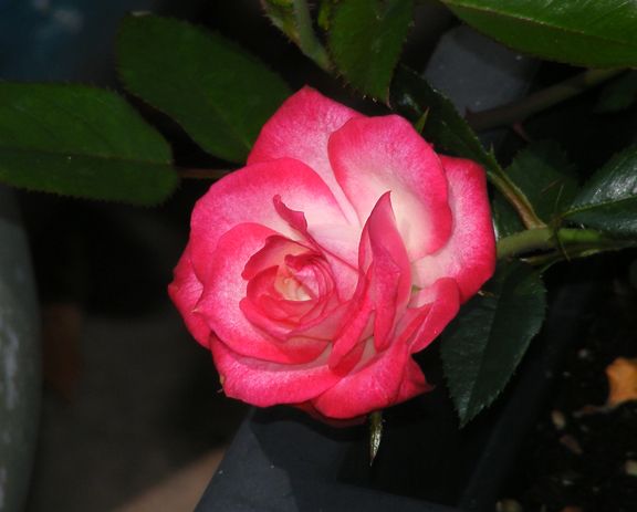 Kristin photo kri2014_06290015_zps0999d64f.jpg